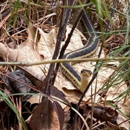 Garter snake under the cover of swamp dewberry.