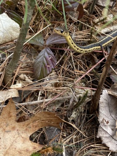 Garter snake under swamp dewberry, snake head up