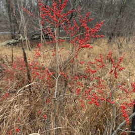 Winterberry holly