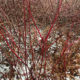 Red osier dogwood