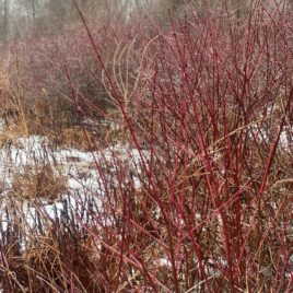 Red osier dogwood