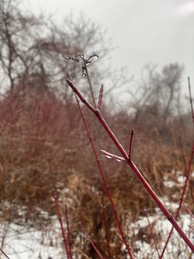 Red osier dogwood with ice droplets on the branches