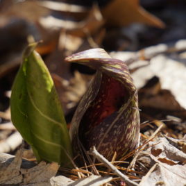 Eastern skunk cabbage - leaf starting to unfurl beside the flower