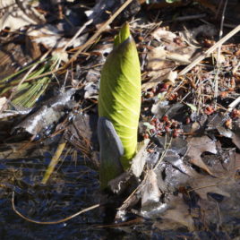 Eastern skunk cabbage - the leaves unfurling at LP&CT's West Meadow 