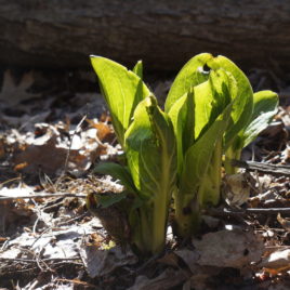 Skunk cabbage leaves reaching for the sun