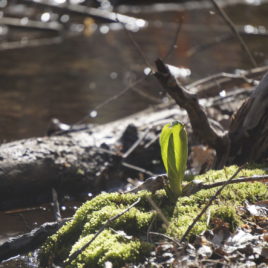 Skunk cabbage popping up near a vernal pool 