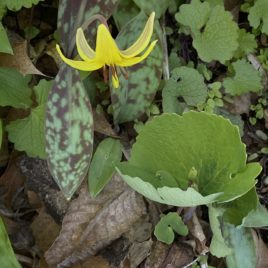 Yellow trout lily among native bloodroot that's gone to seed (lower right) and invasive garlic mustard foliage (upper left & right)