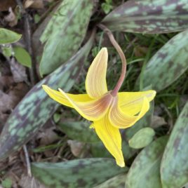 Trout lily is a native spring ephemeral with mottled foliage and a single yellow flower