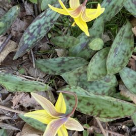 Yellow trout lily - Overhead view of the nodding flowers