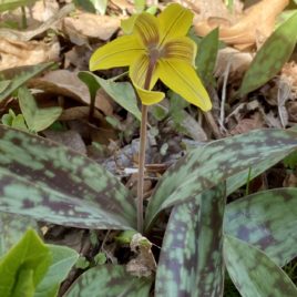 Yellow trout lily - Underside view of the petals