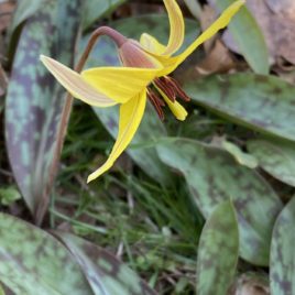 The stamens and stigma of Erythronium americanum are visible when the petals are open and bending backwards