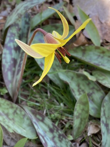 Yellow trout lily from the side showing stamens and stigma