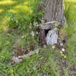 fairy house made out of bark in the grass against a tree