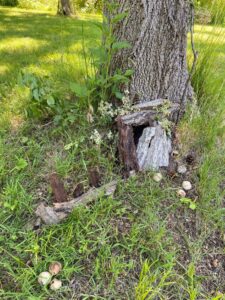 fairy house made out of bark in the grass against a tree