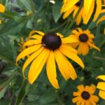 Rudbeckia hirta (Black-eyed Susans)