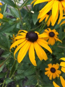 Rudbeckia hirta (Black-eyed Susans)