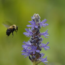Bumblebee approaching flowers on pickerel weed.