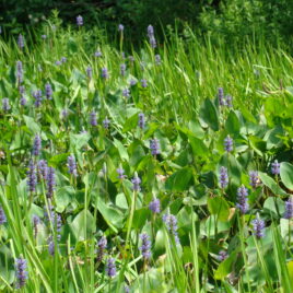 Unique purple-blue flower spikes rising up