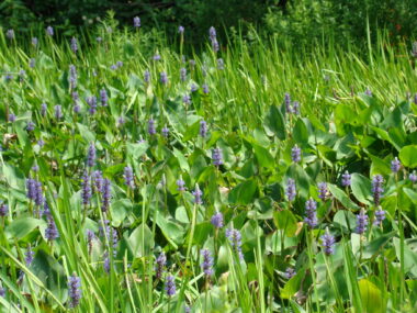 Pickerel weed: Unique purple-blue flower spikes rising up