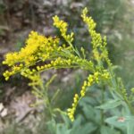 The inverted vase shape of early goldenrod an ant crawls upon a flower