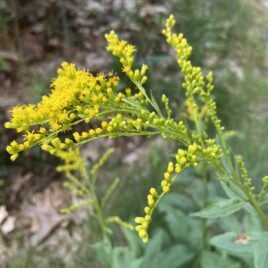 The inverted vase shape of early goldenrod
