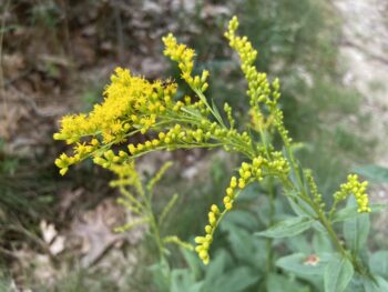 The inverted vase shape of early goldenrod an ant crawls upon a flower