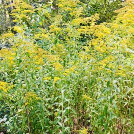 Fields of goldenrod can be found at Hawk Valley Farm