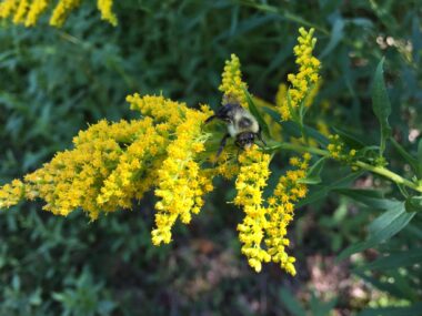 Bumble bee visiting goldenrod