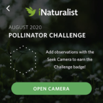 seek august pollinator challenge August 2020