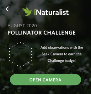 seek august pollinator challenge August 2020