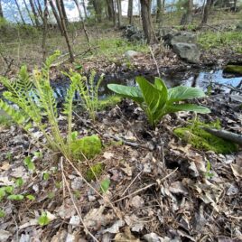 Cinnamon Fern & Skunk Cabbage along the brook at West Meadow