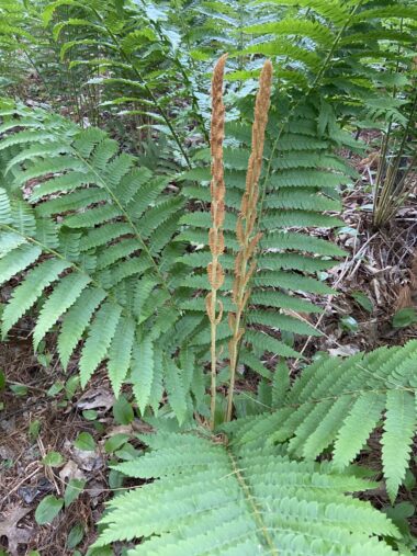 Fertile cinnamon-colored fronds surrounded by infertile green fronds