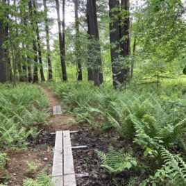 The West Meadow entrance lined by Cinnamon Ferns