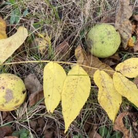 Ripening walnut fruit in fall