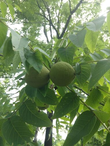 Black Walnut fruit on tree, green fruit and green leaves