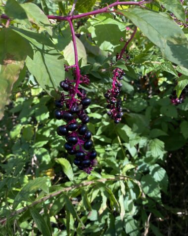 American Pokeweed - purple deep berry on pink branch and green leaf