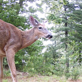 White-tailed deer buck in early June