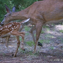 Doe and fawn running