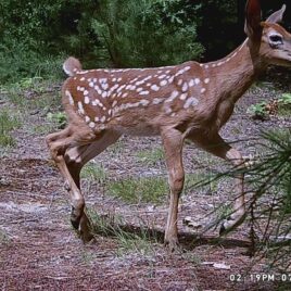 Side view of fawn at West Meadow
