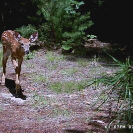 Fawn at West Meadow