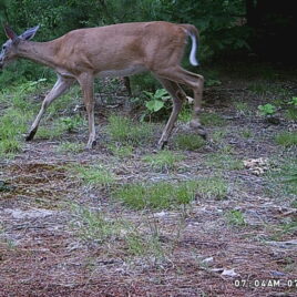 White tail visible in side view