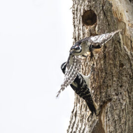 A pair of hairy woodpeckers outside of their nest