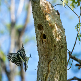 A hairy woodpecker landing in its nest: a tree cavity