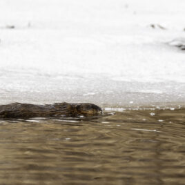 Muskrat swimming in a frozen brook