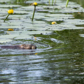 Muskrat swimming in Clay Pit Brook 