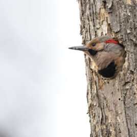 Northern Flicker in a nest; photo by Steven Nagle Photography
