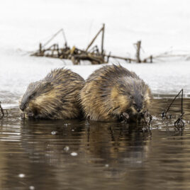 Muskrats in Clay Pit Brook courtesy of Steven Nagle Photography