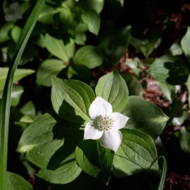 Bunchberry or creeping dogwood is a native flowering plant in the dogwood family.  Unlike its relatives, it is a creeping perennial that forms a carpet-like mat, forming colonies under trees like the pines at West Meadow. Photo taken by land steward, Jackie.