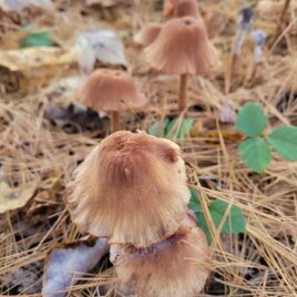 Fungi in the fall, photo by land steward Jackie