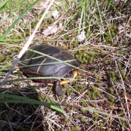 Painted turtle likely looking to nest; photo by land steward Jackie